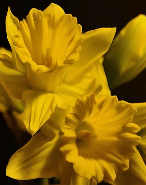 Painted Daffodils Photograph By Dave Sandt Fine Art America