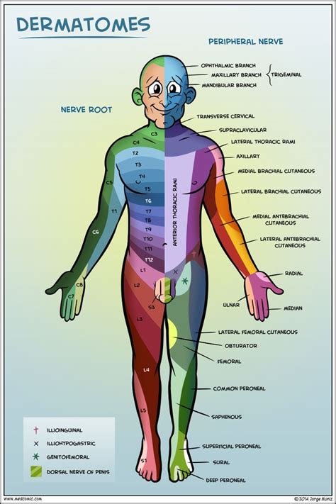 Understanding Dermatomes In The Human Body