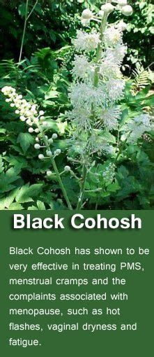 Black Cohosh Benefits And Side Effects Herbs List Herbs Black Cohosh Herbal Medicine