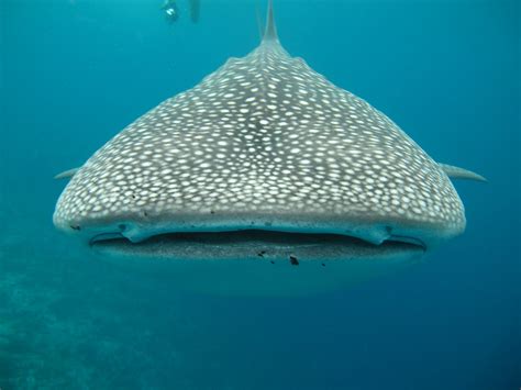 Whale Shark Tour Cancun - Luxury Yacht Rental Cancun