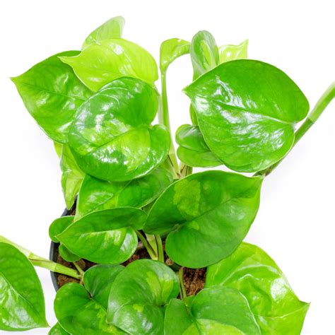 Jibóia Epipremnum aureum Global Green