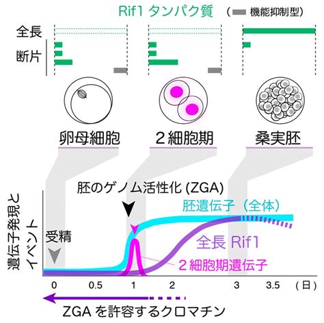 複製制御因子rif1の消失は2細胞期初期胚での転写活性化に関与する