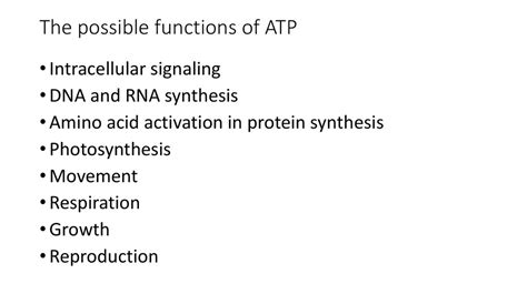 The Structure And Function Of ATP The Formation Of ATP In The Aerobic