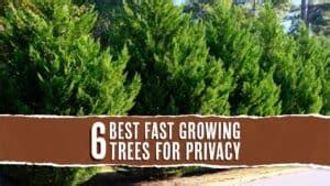 6 Fastest Growing Privacy Trees (And Where To Plant Them) - Tree Journey