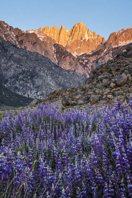 Alabama Hills Lone Pine Lupine Mount Whitney Portal Beautiful