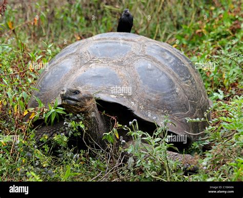 Une tortue géante des Galapagos Geochelone nigra avec un oiseau sur