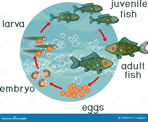 Fish Life Cycle Diagram