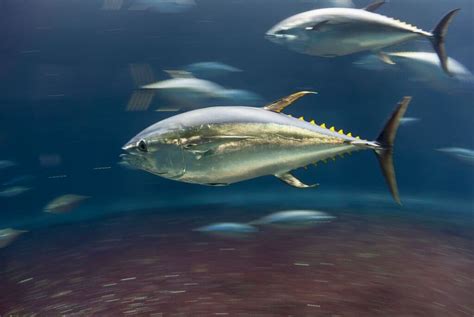 16 Different Types of Tuna - The Complete Guideouachitaadventures.com