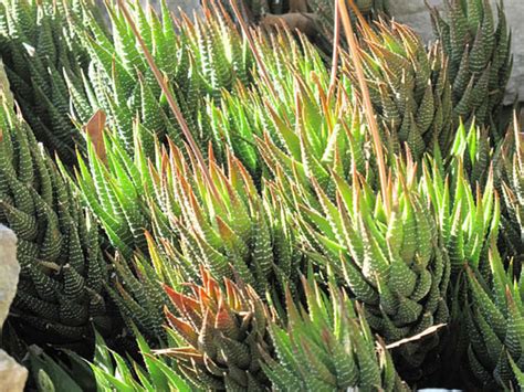 Haworthia Fasciata Zebra Plant World Of Succulents