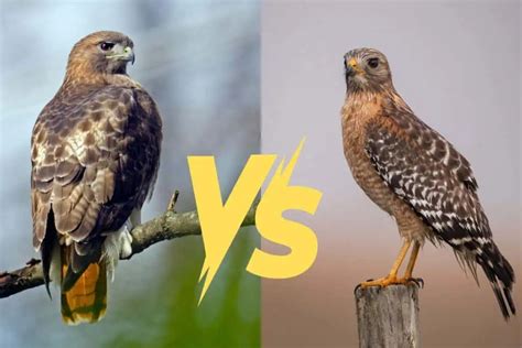 Red-tailed Vs Red-shouldered Hawk (8 Differences) - Bird Feeder Hub