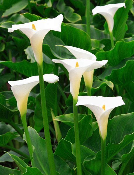 La Zantedeschia Tambi N Conocida Como Lirio De Agua Cala O Alcatraz