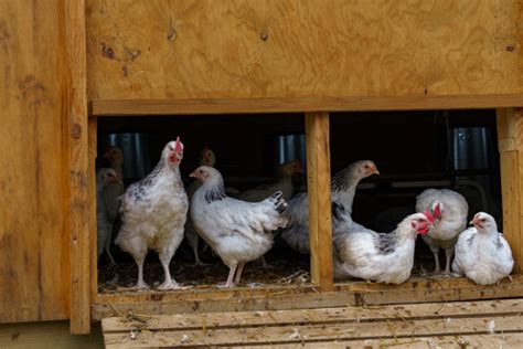 Les conditions d élevage AOP Poulet du Bourbonnais