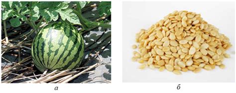 Биохимический состав семян арбуза Citrullus lanatus на основе сырья ...