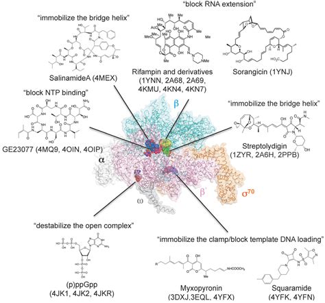 Biomolecules Free Full Text Structural Biology Of Bacterial Rna