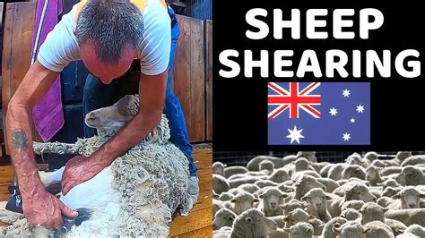 WORKING IN A SHEEP SHEARING SHED AUSTRALIA YouTube