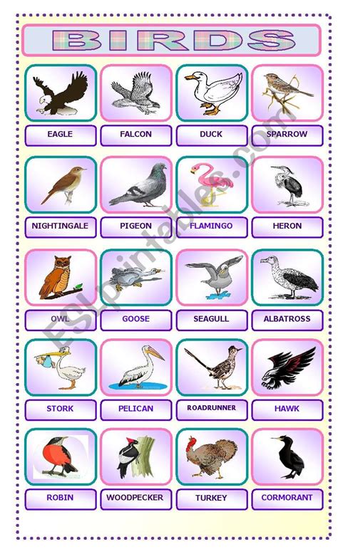 Printable Bird Worksheets