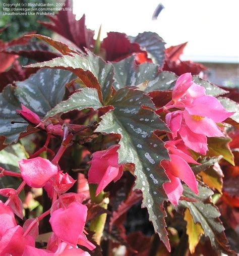 Plantfiles Pictures Begonia Cane Stemmed Superba Begonia Lana