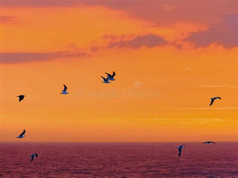 Sea Birds Fly Past Against A Spectacular Sunset Near Storms River