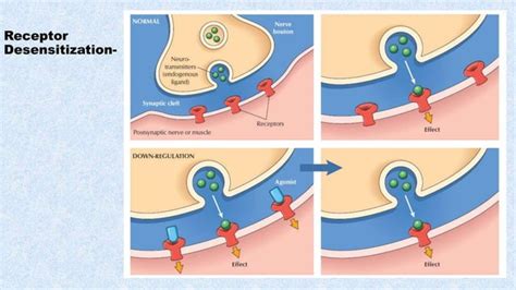 Receptor Desensitization And Regulation Of Receptors Diseases