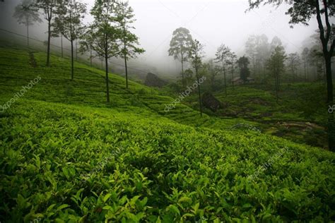 Tea plantations in Sri Lanka — Stock Photo © sadfox #37509245