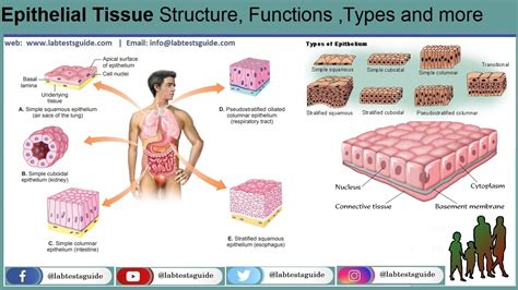 Epithelial Tissue Structure Types Functions And Off