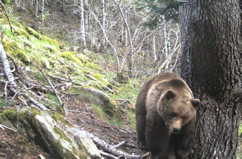 Segundo ataque de oso a un rebaño esta primavera en la Val d Aran