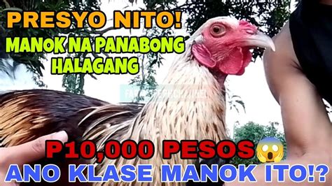 WOW P10 000 ANG PRESYO NG PANABONG NA MANOK NA ITO GRABE ANG MAHAL ANO