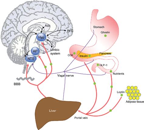 Figure 2 from Neural Mechanisms of Feeding Behavior and Its Disorders ...