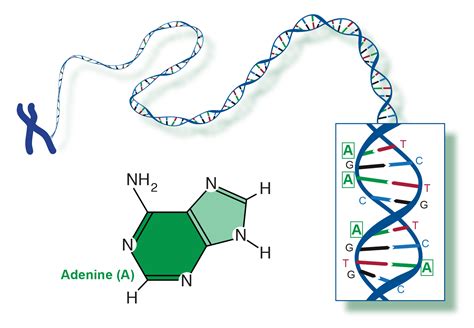 Adenine