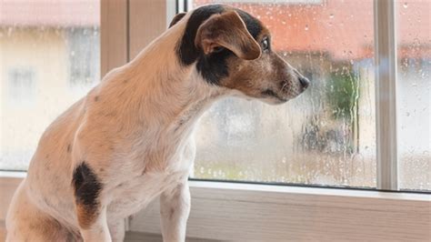 Mi Perro Tiene Miedo Qu Debo Hacer El Diario De Carlos Paz