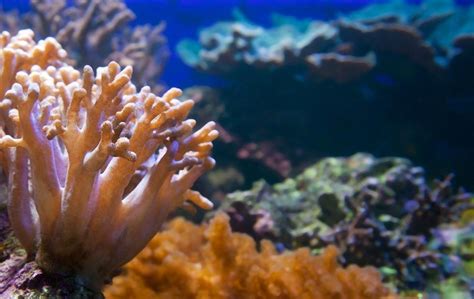 160m Year Old Coral Algae Symbiosis Is Being Killed By This Sunscreen ...