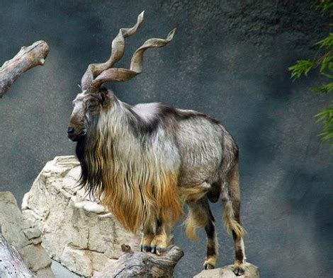 Pakistan National Flower jasmine, Animal Markhor, Bird charkor