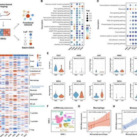 Integrated Scrna Seq Analyses Showing The Correlation Between Rnf