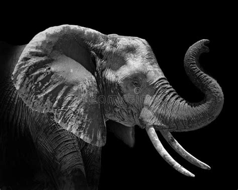 Perfil Del Elefante Africano En Blanco Y Negro Foto De Archivo Imagen