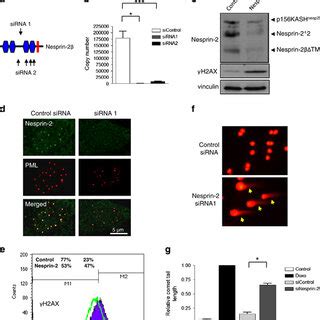 The A Type Lamins Are Essential For Nesprin Erk Pml Complex