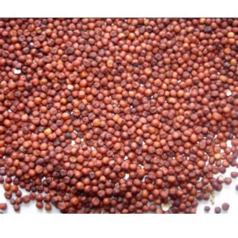 Ragi Finger Millet At Rs Kilogram Finger Millet Seeds In