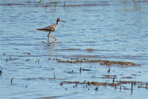 eBird Checklist 7 Aug 2024 Parc écomaritime de l Anse du Port 30