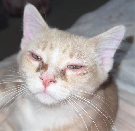 We’ve just found blood in our cats stool and his eyes are red, watering