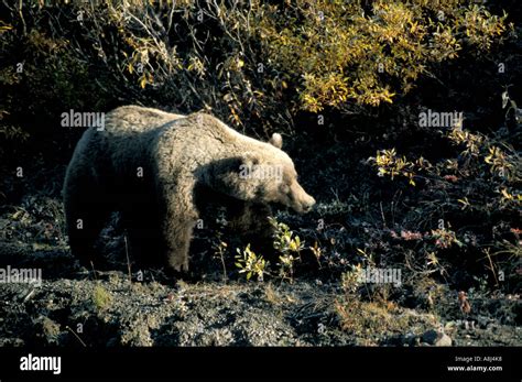 Alaska grizzly bear cub Stock Photo - Alamy