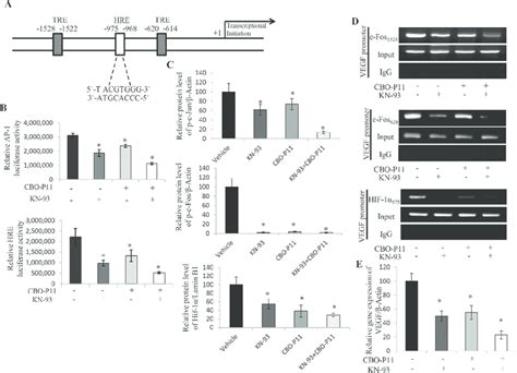 Camkii Controls Vegf Gene Expression By Regulating Tre And Hre A