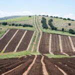 Mediterranean Agriculture: Benefits, Practices, and Sustainability