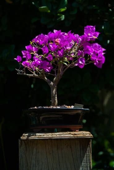 Come Tagliare Bonsai Mondo Bonsai