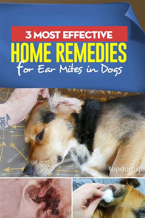 3 Best Home Remedies for Ear Mites in Dogs and How to Make/Use Them