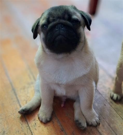 Pugs will eat anything. : r/pugs