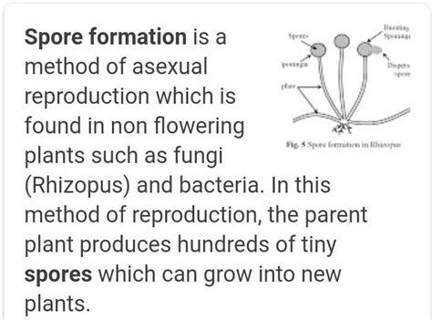 Spore Formation In Plants