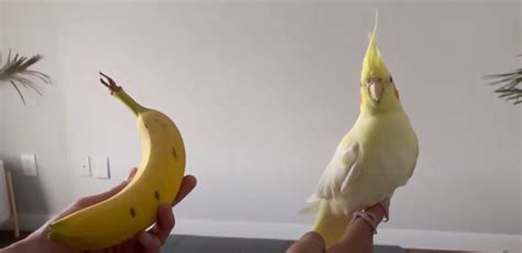 Can Cockatiels Eat Banana {peanut Butter Rice Cheese Eggs