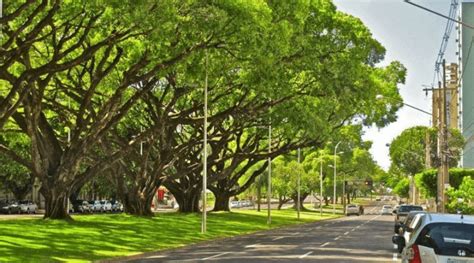 Onu Reconhece Cidades Brasileiras Entre As Mais Arborizadas Do Mundo