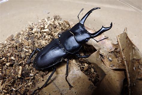 コクワガタ オス、3頭目の羽化動画 | オオクワガタを飼おう！