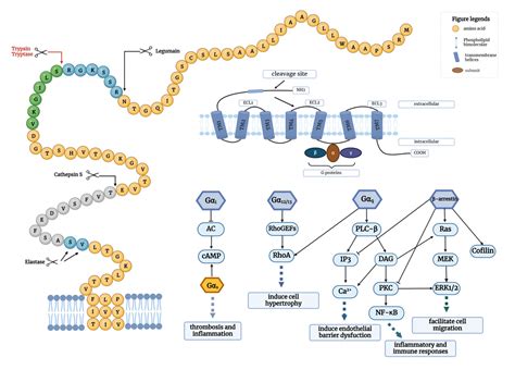 Frontiers Protease Activated Receptor 2 In Inflammatory Skin Disease