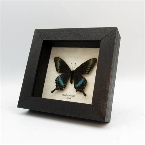 Real Alpine Black Swallowtail Framed Taxidermy Papilio Maackii Etsy